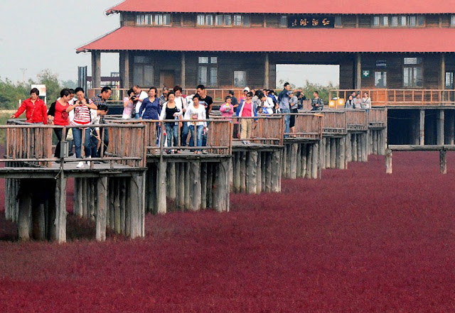 Red Beach in Panjin  Panjin-red-beach-55