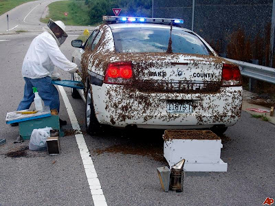 Pasukan Lebah Menyerang New York Bee-attack-2010-8-17-22-40-7