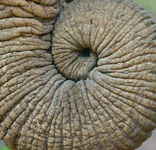 Inilah 7 Fakta tentang Gajah Elephant20trunk