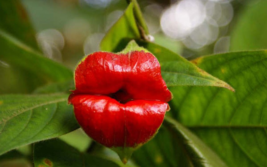 نبات عجيب وغريب وفريد من نوعة به زهرة تشبه فم وشفايف إمرأة جذابة Hot-lips-plant_2452057k