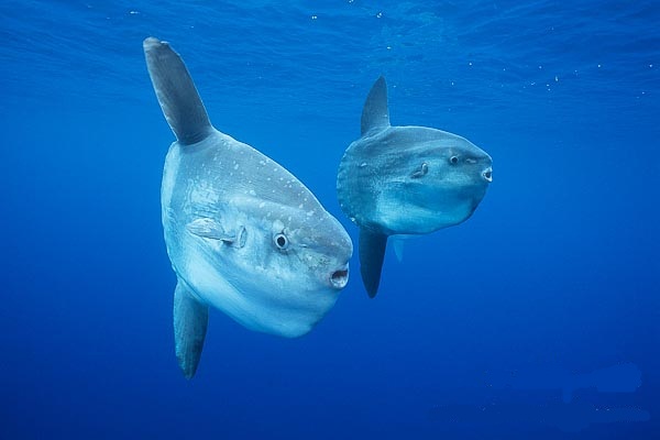 مصور يستطيع ان ياخذ صورة لسمكة غريبة في المحيط " سمكة مولا مولا " Ocean-sunfish-underwater-mola-mola-image-03562-787839