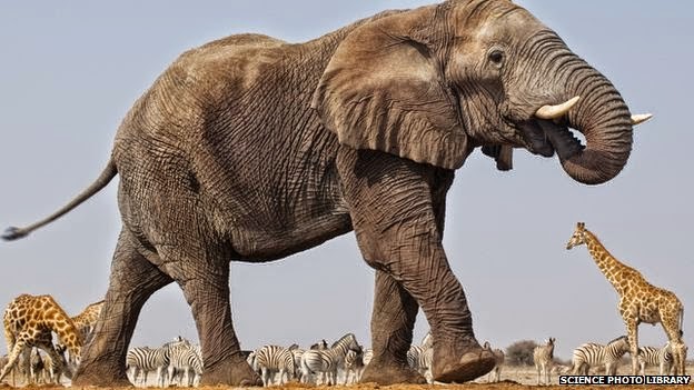 لماذا الفيل سمين رغم أنه نباتي؟ _77020848_c0161535-elephant_bull%2C_giraffes%2C_zebra%2C_namibia-spl