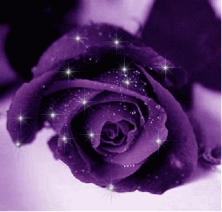 xin một đời rong ruổi - Page 6 Gifs-divers-rose-violette-img