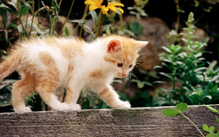 صور قطط جديده ، صور قطط صغيره ، صور قطط منوعه ، صور قطط للتصميم ، قطط ، 2011 ، 2012  Wallcate.com%20%2860%29