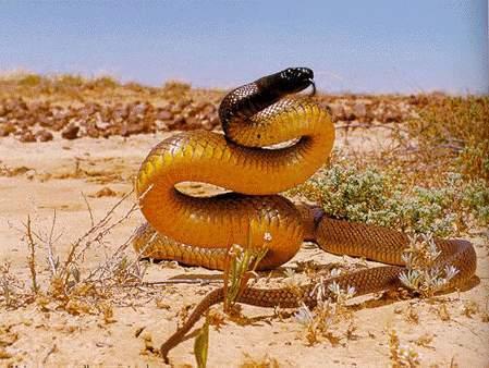 Las 10 Especies Mas Venenosas Del Mundo Taipan