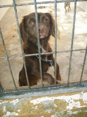 ADOPTADA!!! Triste, ha dejado de comer y se muere de pena en la perrera de Jerez SOS PARA ESTA CHIQUITINA Triste