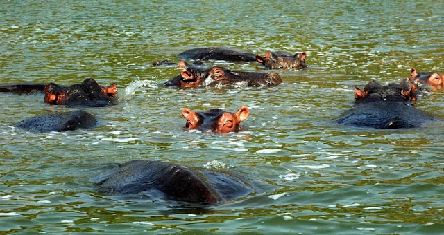 நீர் யானையை நேரில் பார்த்திருக்கிறீர்களா? Hippopotamus_16