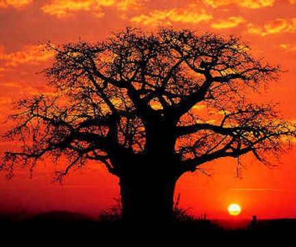 صور من كردفان الكبرى  - صفحة 3 Baobab-tree-in-sunset