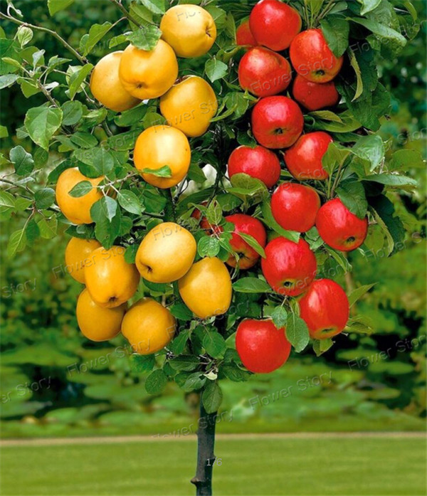 انواع الاشجار المثمرة - صفحة 3 Dwarf-bonsai-apple-tree-20-Seeds-Pick-Delicious-Fruits-In-Your-Backyard-Easy-growing-Bonsai-FruitFree