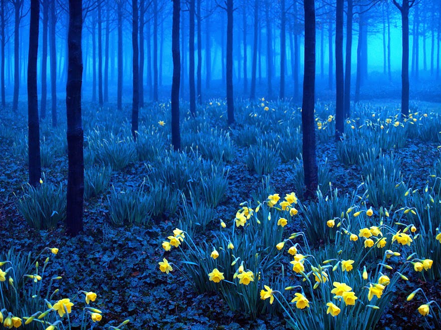 مرحبا بكم في رحلة الى اجمل الغابات في العالم Beautiful-mysterious-forests-3__880