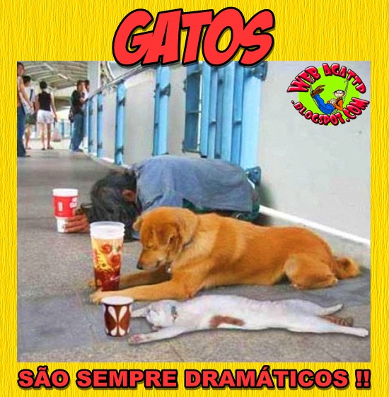 Piada dos Gatos Gatos-dram%25C3%25A1tico-esmola-mendigo-webagattp-blog-piada