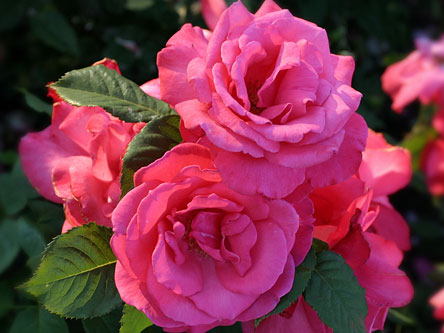 Things you find in your house, garage, or yard - Alphabetic - #2 - Page 33 Pink-roses-444