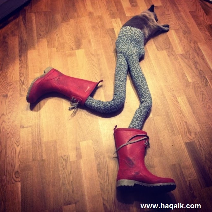 هل تصدق ؟ قطط ترتدي جوارب ضيقة .. صور هزلية مدهشة !! Cats-in-Tights-06-685x685