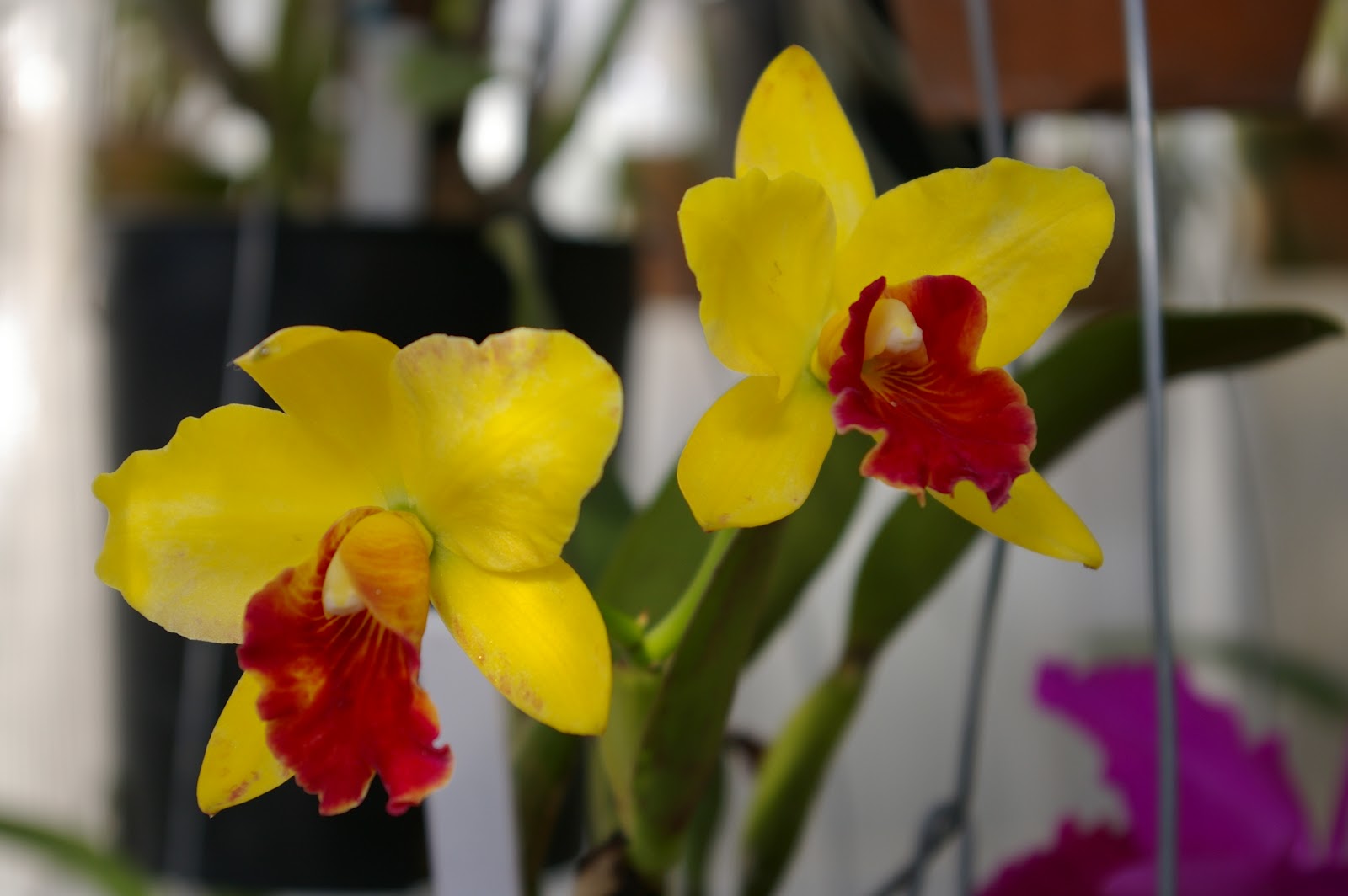 Cattleya hybride IMGP4215