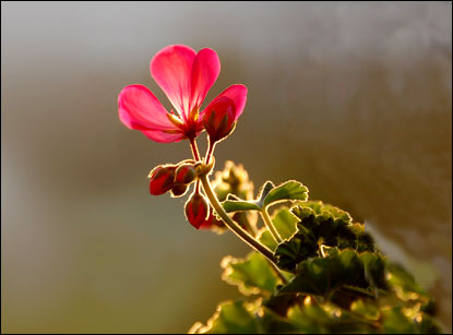 இடைவெளி Flower_14022009_2