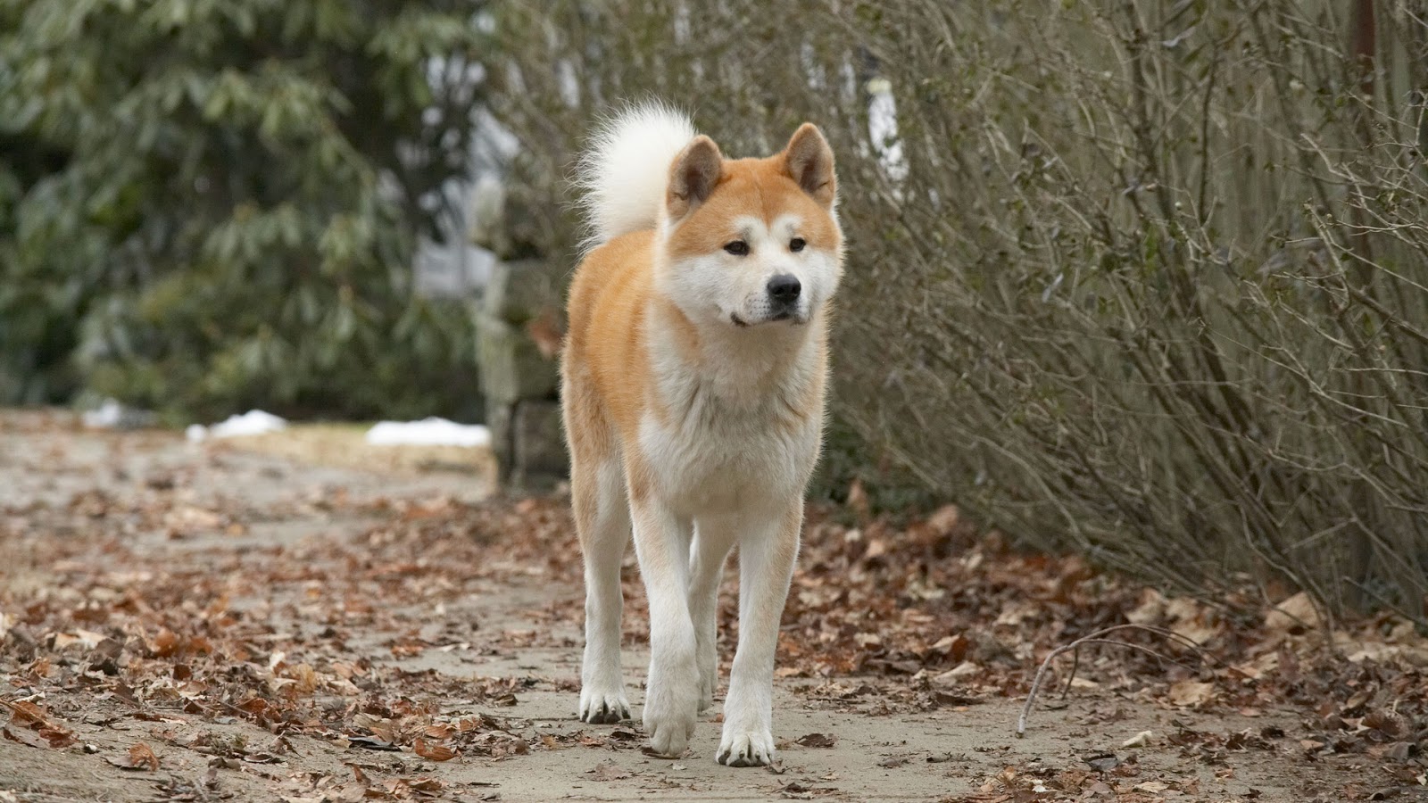 Film Hachi Story....Histoire vraie Pictures-of-hachiko-most-loyal-50816