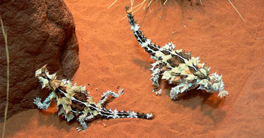 "الشيطان الشوكى"Thorny Lizard or Thorny Devil 08996736ac1f1f6273afc2d0b0331b36