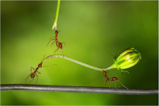 شاهد كيف يتعاون النمل للوصول الى الطعام  3