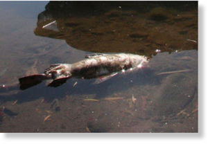 Seguimiento de animales muertos y o migracion de forma masiva , ahora  a NIVEL MUNDIAL!!!! - Página 10 Miles_de_peces_flotando