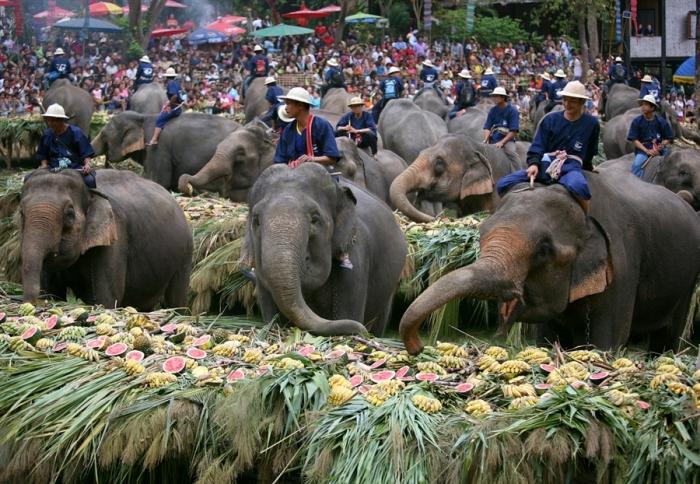 يوم الفيل التايلاندي The Elephant Day. E5