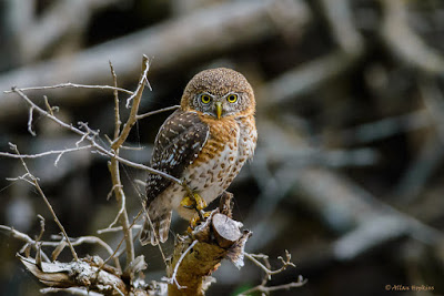 لا تصدق فهي مجرد خرافات عن البومة Cuban-owl