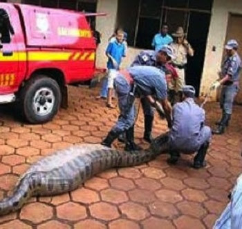 fuerza - Curiosidades - Página 2 Anaconda-cobra-sucuri-animales-salvajes-diputado-amazonas-viboras