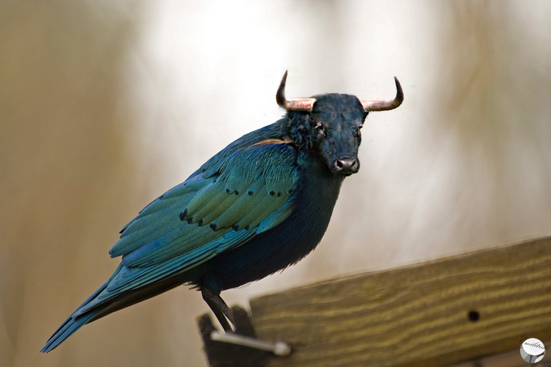 Clases de pájaros Toropajaro