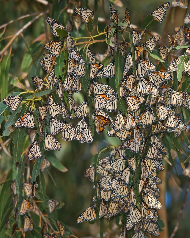 هجرة فراشة الملك (فراشة مونارش) !!!‎ Monarch-migration-%D9%81%D8%B1%D8%A7%D8%B4%D8%A9-%D8%A7%D9%84%D9%85%D9%84%D9%83-%D9%85%D9%88%D9%86%D8%A7%D8%B1%D8%B4-202