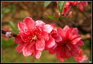 Rực rỡ sắc màu hoa ngày Tết Tet-co-truyen-06