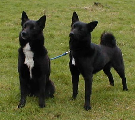 Liste de Races Originales / Rares - Page 5 Black_Buhund_dogs