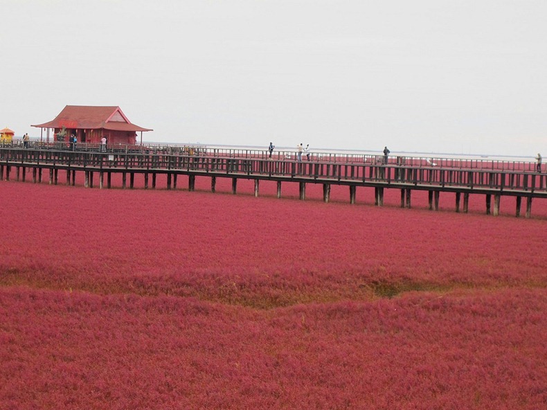 Red Beach in Panjin  Panjin-red-beach-82