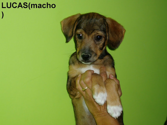 LUCAS: CACHORRO MINI-PEQUEÑO CRUCE DE TECKEL DE PELO LISO P1010010-1