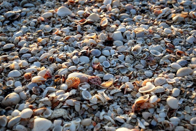 4 شواطئ صدفية مذهلة حول العالم Sanibel-shell-1%5B2%5D