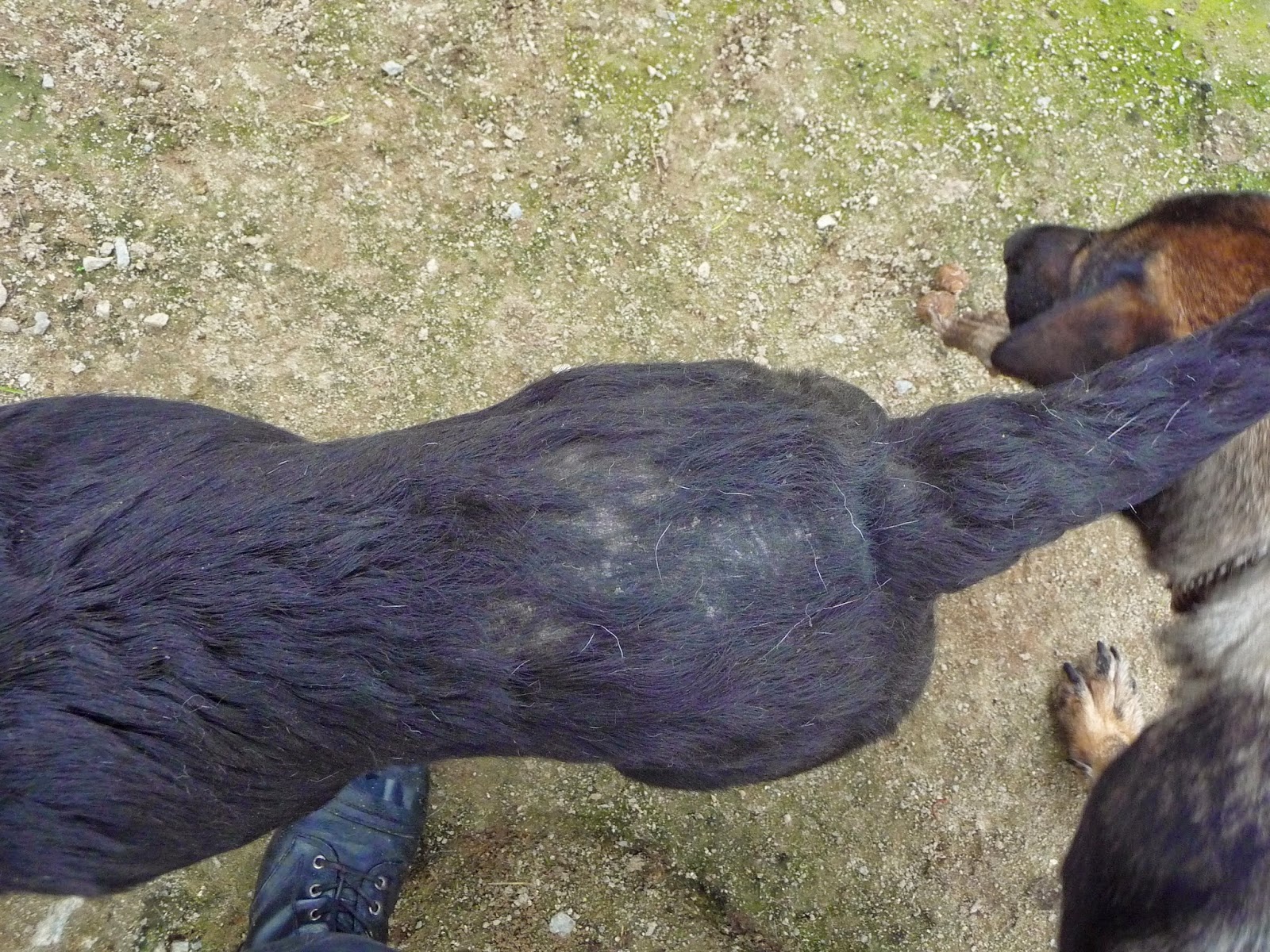 par hasard afin de  voir une éventuelle fa  -  à la place urgence pour 30 chiens Un sauvetage de toute urgence en France -  Crel - Galgos France ou Le Relais des Vip -  P1130843