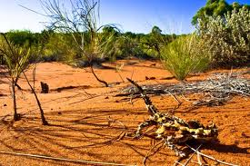 "الشيطان الشوكى"Thorny Lizard or Thorny Devil %D8%B9%D8%BA%D8%B9