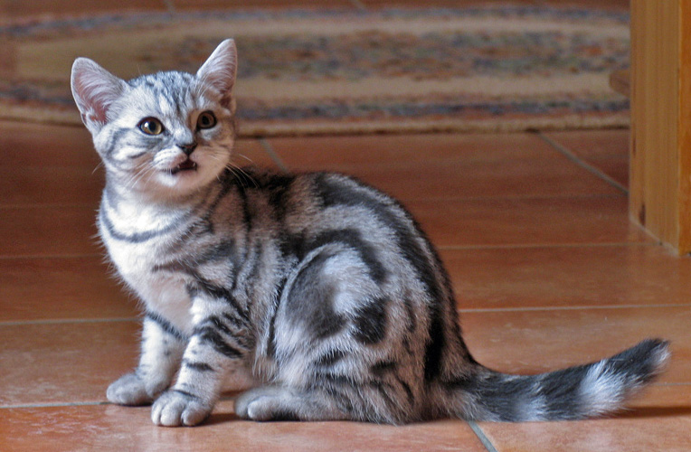 Les robes tabby British-shorthair-kitten