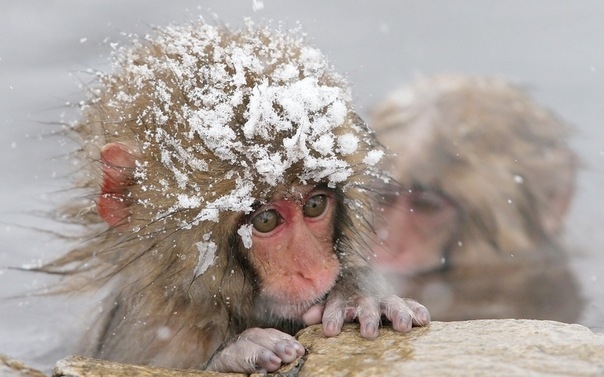 صور ظريفه (((( Cold-monkey