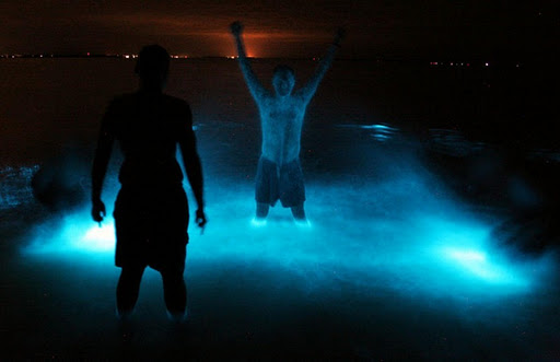 بحيراتجيبسلاند في أستراليا Bioluminescence1%5B3%5D