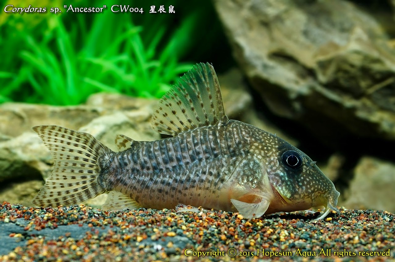 [DONS] Sauvetage d'un corydoras issu de traffic animal DSC_0285