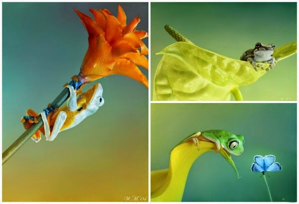  عالم الضفادع الملونة غاية في الروعة بعدسة مصورة هولندية Incredible Photographs of Colored Frogs by Dutch photographer Colored-frogs-01