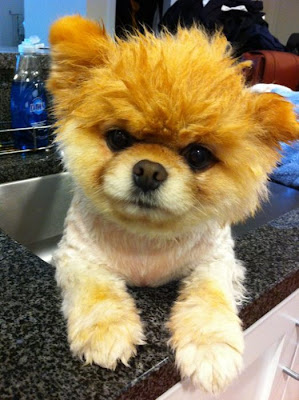 صور الكلب بوووووو ..... Boo_Pomeranian_Dog_22