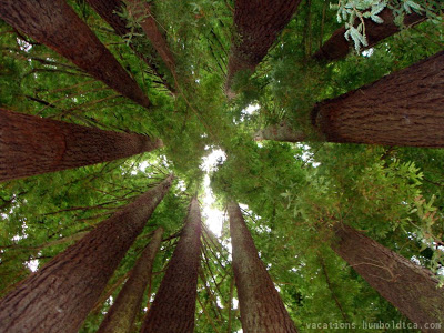 LIES and Why Smart People Often Can't See The TRUTH Redwoods3