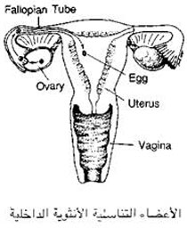 الأعضاء التناسلية للأنثى Untitled-19