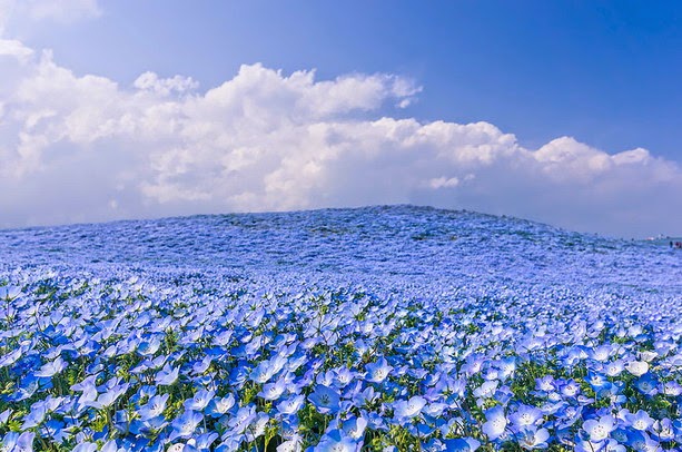 Fascinantes campos azules, no son de otro planeta son de aquí de la Tierra Azules9