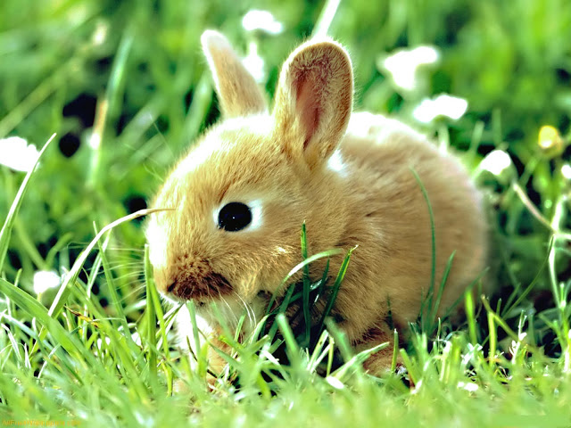 صور جميله للحيوانات صغيره Bunny-1600-x-1200-animal-wallpaper-desktop