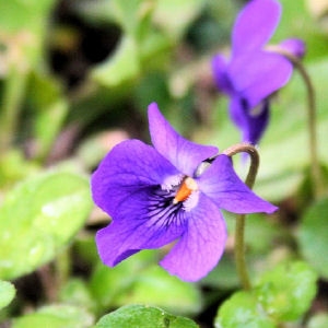 Fleur de Martine du 3 mai trouvée par Blucat Violette-320327
