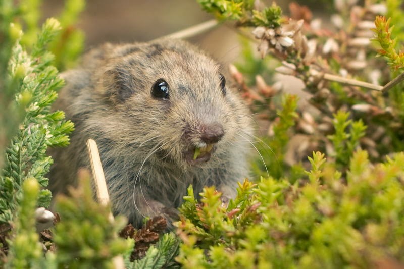 الحياة البرية فى( القطب الشمالى) - صفحة 2 Animal_adaptations_lemming