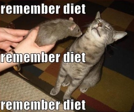 Une photo du chat des GDV trouvé sur le net !  Remember-diet-cat-cats-kitten-kitty-pic-picture-funny-lolcat-cute-fun-lovely-photo-images