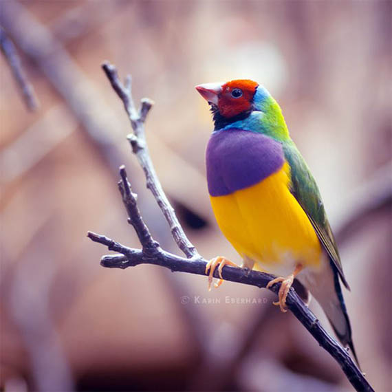 اجمل صور الطيور روعه Bird_photography_03