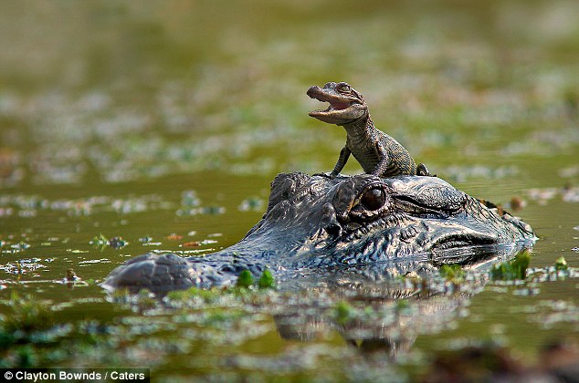 20 alligators volés dans un zoo australien Giving%2Bbaby%2Bthe%2Bheads%2Bup%2BLittle%2Balligator%2Bgrins%2Bfrom%2Bear-to-ear%2Bas%2Bhe%2Bgets%2Ba%2Bride%2Bdown%2Bthe%2Briver%2Bon%2Bhis%2Bmother%2527s%2Bhead%2B%2B1